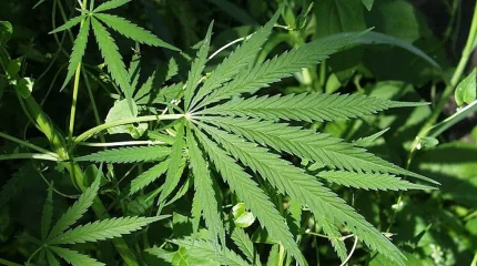 Қостанай облысының тұрғыны қарасора ботқасын пісірген