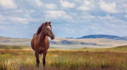 Адай жылқысына халықаралық ресми мәртебе беруі мүмкін