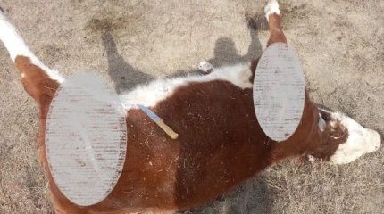 На массовый падёж скота жалуются фермеры ЗКО