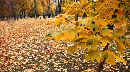 Впервые за 30 лет: синоптики рассказали о температурных рекордах октября