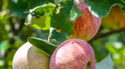 Апорт алмасы Қазақстан бренді болып тіркелді