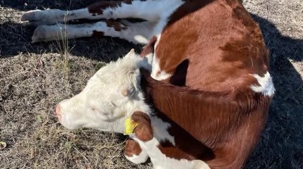 Батыс Қазақстан облысында мал қырылып жатыр