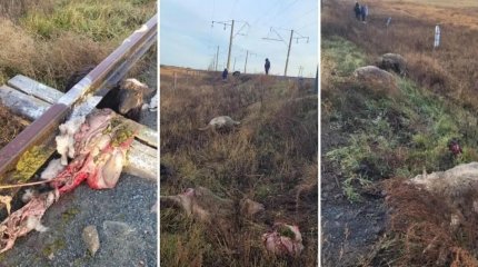 Солтүстік Қазақстанда жүк пойызы 16 қойды басып кетті