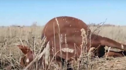 Павлодар облысында 50-ге жуық жылқының өлексесі табылды