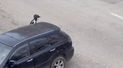 «Жүгір немесе өл»