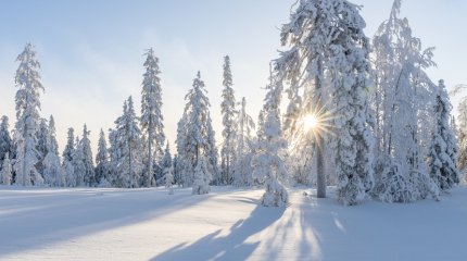 Козероги, устройте праздник любимым; Рыбы, отправляйтесь на свежий воздух: советы звёзд на воскресенье