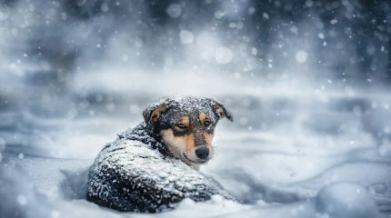 Реабилитационный центр для бездомных животных едва не замерз в 30-градусный мороз в Павлодаре
