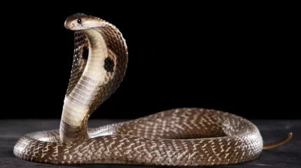 Үндістанда ер адам өтемақы алу үшін әйелі мен қызын жыланға шаққызып өлтірген