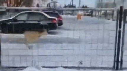 Полицейлер адасып кеткен елікке жол көрсетті