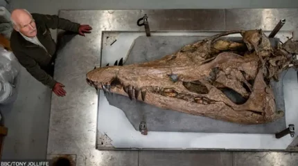 Ұлыбританияда 150 млн жыл бұрын тіршілік еткен плиозаврдың бассүйегі табылды