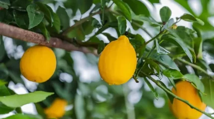 Түркістан облысының шаруалары қақаған қыста лимон жинап жатыр