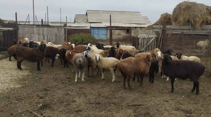 ОПМ “Скотокрад”: задержано более 196 похитителей скота