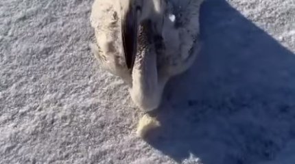 Хотел как лучше: известного блогера хотят оштрафовать за спасение птенца фламинго