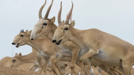 Не 3 млн, а 3 тысячи га: в Минэкологии назвали реальный ущерб от сайгаков