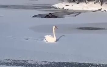 Лебедя спасли из ледяного плена в Таразе