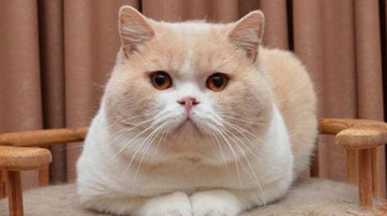 Семейчанка может угодить за решетку на 3 года за кражу кота