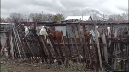 Из-за бешенства погибли четыре коровы в Карагандинской области