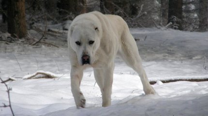 Живого места нет: мальчика в Алматинской области покусал алабай