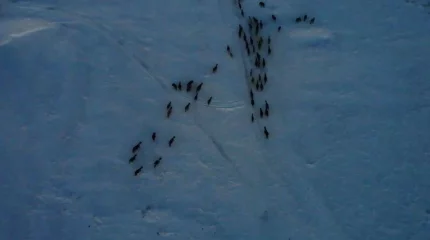 Ақмолалық полицейлер жоғалған 103 жылқыны иелеріне қайтарды