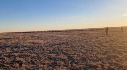 Пока грелся пастух пропал скот на 35 миллионов тенге в Костанайской области