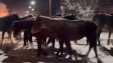 Жамбыл облысында қараусыз малдар 21 жол апатына себеп болды