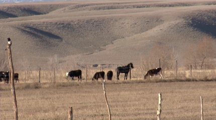 "AMANAT" партиясы Алматы облысында 213 мың гектардан астам жерді мемлекет меншігіне қайтарды
