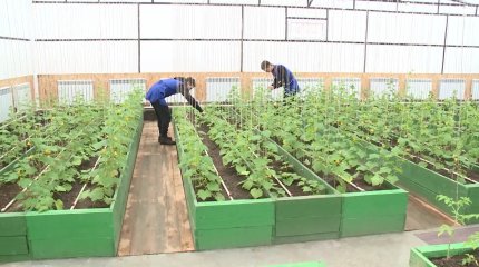 Новая стратегия роста: каких целей должен добиться АПК к 2025 году