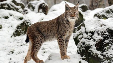 СҚО-да сілеусін 44 қойды қырып кеткен