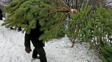 Павлодарец срубил у соседа сосну и получил две уголовные статьи