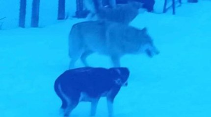 Волк напал на двух человек в Каркаралинске