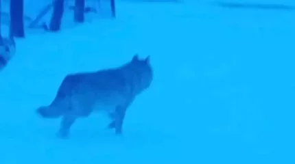 Қарқаралыда үш адамға қасқыр шапты