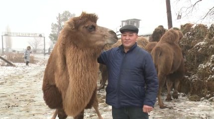 Тобыл бойында түйе шаруашылығын түлеткен кәсіпкер