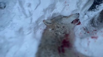 Каркаралинский волк пытался утащить в лес беременную женщину