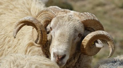 Жителя Аягоза осудили на 3 года за убийство архара