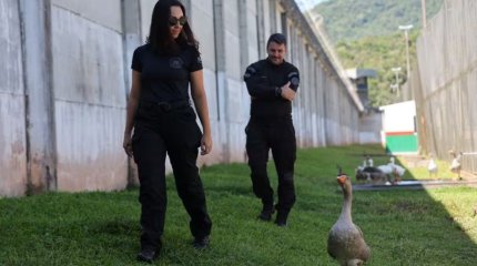 Гуси заменили собак в бразильской тюрьме