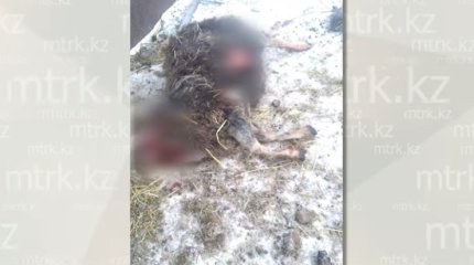 Отару овец загрыз неизвестный хищник в СКО