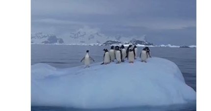 Полярники показали как развлекаются пингвины в Антарктиде