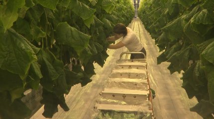 С огурцами и в тепле: как провожают 2023 год в СКО