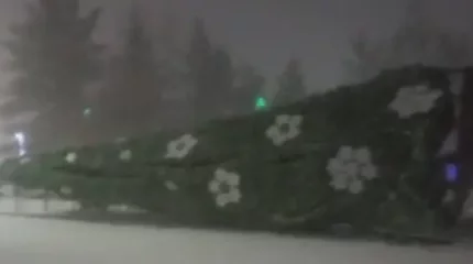 Лисаков қаласындағы бас шырша құлап қалды