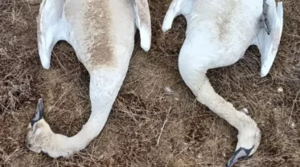 Маңғыстау облысында 30 аққудың өлексесі табылды