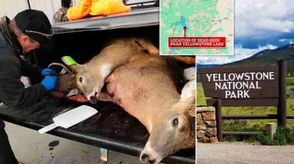 Бұғыны "зомбиге" айналдыратын ауру адамдар арасында таралуы мүмкін – Ғалымдар