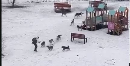 Стая бездомных собак напала на подростка в Алматинской области