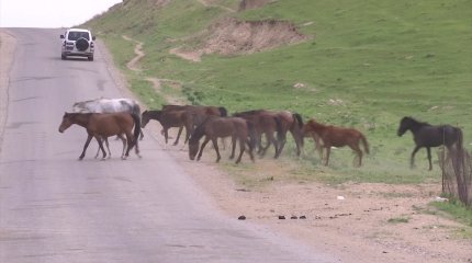 "Жайылымдардың айналасына ор қазғандар жауапкершілікке тартылады", -  Заң қабылданды