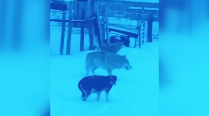 Нападение волка на людей в Каркаралинске: хищник болел бешенством