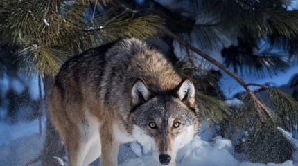 Волков заметили возле населенных пунктов в Акмолинской области