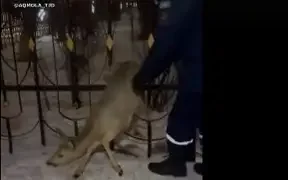 Көкшетау тұрғыны шарбаққа қысылып қалған елікті құтқарды