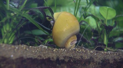 Ұлудың бағасы 150 теңгеден басталады