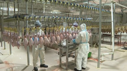 Қызылордада қалдықсыз құс фабрикасы ашылды