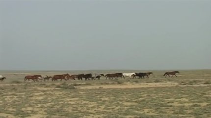 Адай тұқымдас жылқының 6 түрі жаңа ұлттық бренд ретінде тіркелді