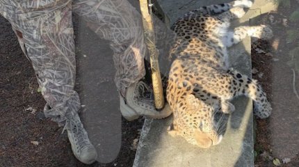 Россиянина едва не загрыз его домашний леопард